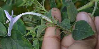 Image result for Barleria sp. D (near holubii)