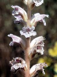 Image result for Ormocarpum zambesianum