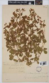 Image result for Crotalaria pisicarpa