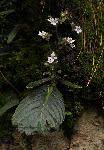 Image result for Streptocarpus hirticapsa