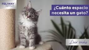 Sabes cuánto espacio necesita un gato? | Blog FELIWAY