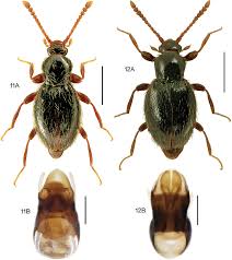 Image result for Nicolasia stenoptera