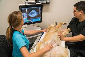 Hours may change under current circumstances Anaheim Hills Pet Clinic 5799 E La Palma Ave Anaheim Ca 92807 Usa