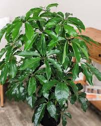 Image result for Schefflera