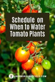 How Often Should You Watering Tomato Plants And Schedule In 2020 Tomato Garden Growing Vegetables Watering Tomatoes