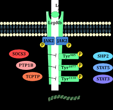 Hence, with decades of experience too, it continues to introduce advanced pest control conceptions, through. Http Mediatum Ub Tum De Doc 1486438 1486438 Pdf
