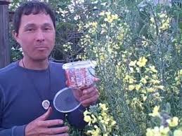 The most common mistake is not giving ladybugs a home and a chance to reproduce and grow their population to make up for natural deaths in the garden. 3 Tips To Ensure Ladybugs Stay In Your Garden After Release Youtube