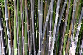 Image result for Justicia phyllostachys
