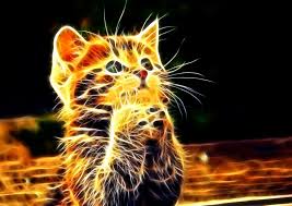 Lightanimals Animals Wallpaper Cool Animal Hd Wallpaper Light Shadow Animals Cool Pictures Of Animals Animals Images Animals