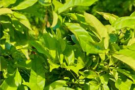 Image result for Markhamia zanzibarica