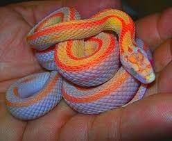 17 Hypnotically Colorful And Ridiculously Good Looking Snakes Pet Snake Corn Snake Reptile Snakes