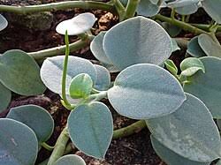 Image result for Peperomia fernandopoiana