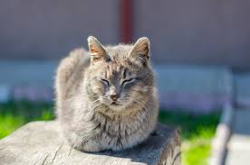 Why Do Cats Tuck Their Paws?