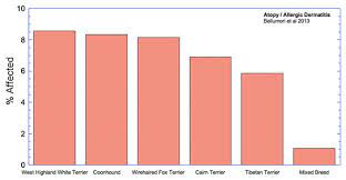 Health Of Purebred Vs Mixed Breed Dogs The Actual Data The Institute Of Canine Biology