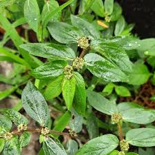 Image result for Euphorbia hirta