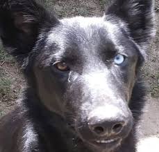 Our mission is to find the. Pet Of The Week Sweet Serana Reston Now