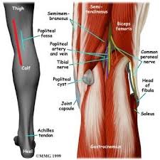 Pin On Anatomy