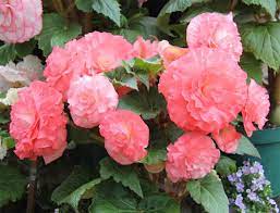 Birdcam On Cheltenham Gazebo Flower Show Paul S Tuberous Begonias Tuberous Begonia Flower Show Flowers