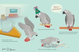 African grey parrot for sale in chennai | buy grey parrot. Facts About African Grey Parrots