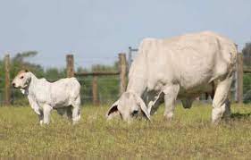 Brahman Cattle For Sale In Texas Buy Brahman Cattle Moreno Ranches