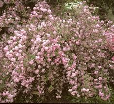 Image result for Deutzia
