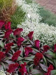 Dracula Celosia Rock Garden Backyard Garden