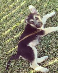 Shots/dewormed & health guarantee located near fredericksburg virginia. German Shepherd Puppies For Sale Virginia Beach Va 223803