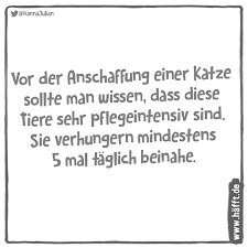 Zum weltkatzentag haben wir uns mal hingesetzt und genauer überlegt: 10 Spruche Uber Katzen Zum Weltkatzentag Hafft De