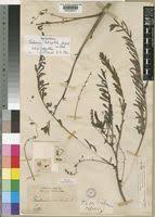 Image result for Sesbania quadrata