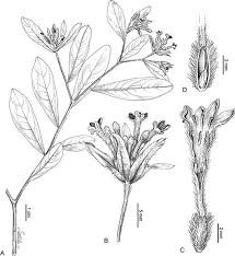 Image result for Octolepis decalepis