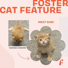 Felius Cat Cafe & Rescue