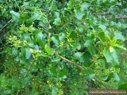 Image result for Scutia