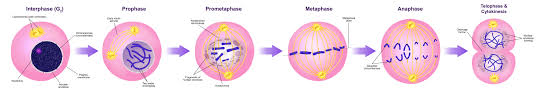 This fact distinguishes animals from fungi, protists, and. The Eukaryotic Cell Cycle Principles Of Biology