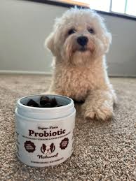 Create adorable dog ugc video by Paigeburson