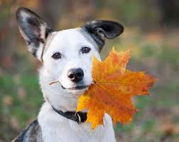 Source Weekly October 10, 2024 by The Source Weekly