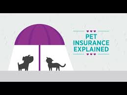 Or, heaven forbid, they hurt someone else. How Does Embrace Pet Insurance Work Check Out This Video