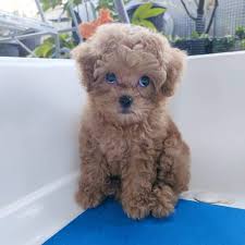 We did not find results for: Top 10 Benefits Of Having A Toy Poodle Dog Puppies Club