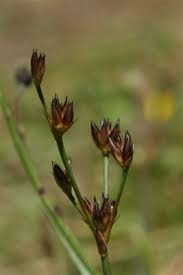 Image result for Juncus lomatophyllus