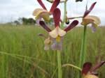 Image result for Eulophia acutilabra