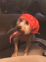 Zeus As Aunt Jemima Pet Costumes Contest Pet Costumes Pet Halloween Costumes