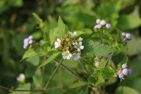 Image result for Melochia melissifolia