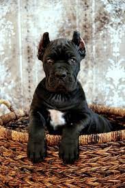 Featured Pix Bull Mastiff Puppies Mastiff Puppies Bull Mastiff
