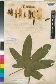 Image result for Triplochiton zambesiacus