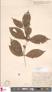 Image result for Aulacocalyx jasminiflora