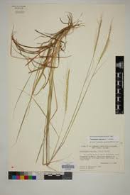 Image result for Trachypogon