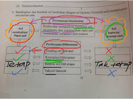 Sel haiwan kebanyakannya berbentuk bulat dan tidak teratur sementara sel tumbuhan mempunyai bentuk tetap, segi empat tepat. Perbezaan Sel Haiwan Dan Tumbuhan Science Biology Plants Showme