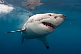 Maybe you would like to learn more about one of these? Great White Shark Wallpapers Top Free Great White Shark Backgrounds Wallpaperaccess