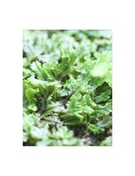 Image result for Hymenophyllum splendidum
