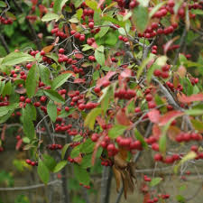 More native kids are in canadian foster care now than there were at the height of these irs's. Native Plants For New England And Beyond Finegardening