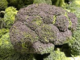 Maybe you would like to learn more about one of these? Why Does Some Broccoli Look Blue Eat Or Toss